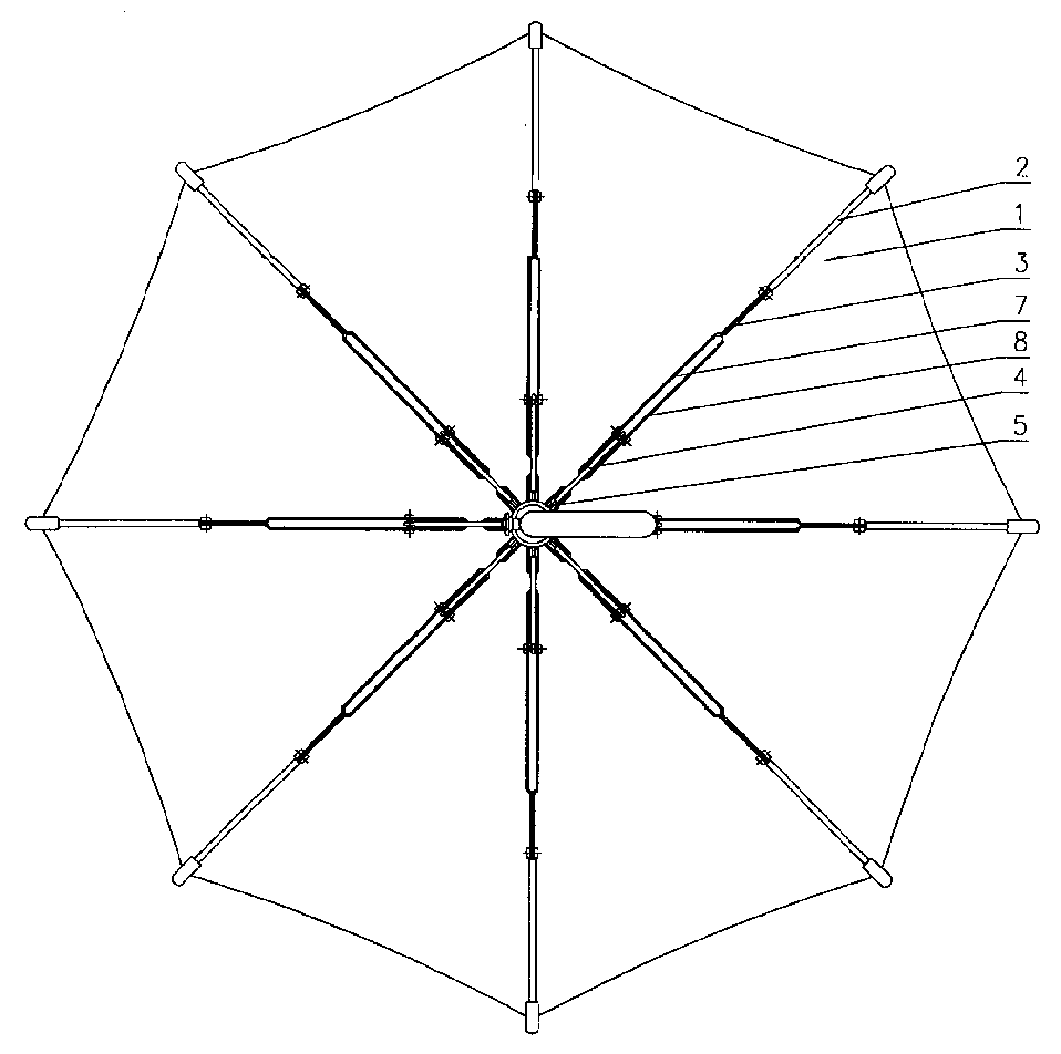 伞的演变过程图片